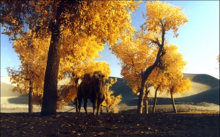 Peupliers à feuilles diversiformes, dans le désert de Gobi