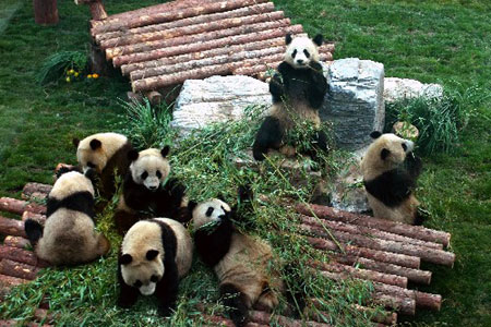 Des pandas se détendent une fois arrivés au Zoo de Beijing le 24 mai 2008. 