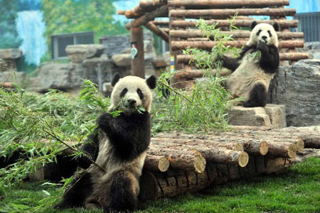 Des pandas se détendent une fois arrivés au Zoo de Beijing le 24 mai 2008. 