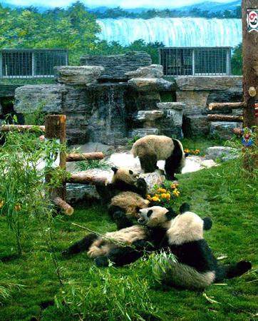 Des pandas se détendent une fois arrivés au Zoo de Beijing le 24 mai 2008. 
