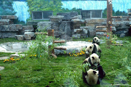 Des pandas se détendent une fois arrivés au Zoo de Beijing le 24 mai 2008. 