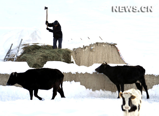Paysan préparant du fourrage pour son bétail après de fortes chutes de neige, le 9 janvier à Altay, dans la région autonome ouïgoure du Xinjiang (nord-ouest).