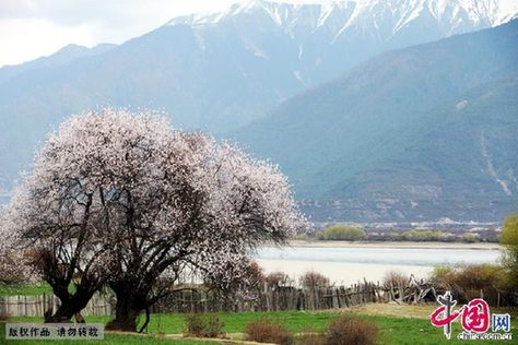 Le fleuve Yarlung Zangbo, plus connu sous le nom indien de Brahmapoutre, traverse la région autonome du Tibet (sud-ouest) et est le plus long cours d'eau de plateau de Chine.