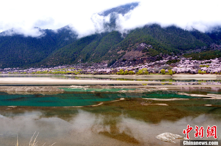 Linzhi, au Tibet (sud-ouest de la Chine)
