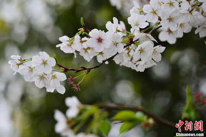 Les cerisiers en fleur à Changsha
