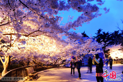 Qingdao : des cerisiers en fleurs illuminés !
