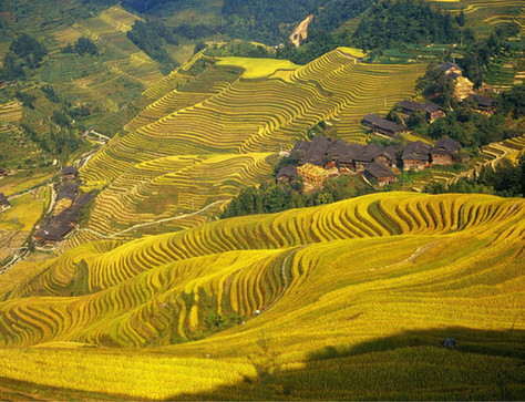 Les rizières en terrasses du village de Longji