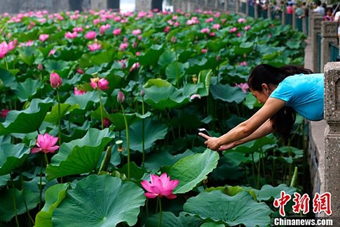 Les lotus du lac Beihai sont en floraison
